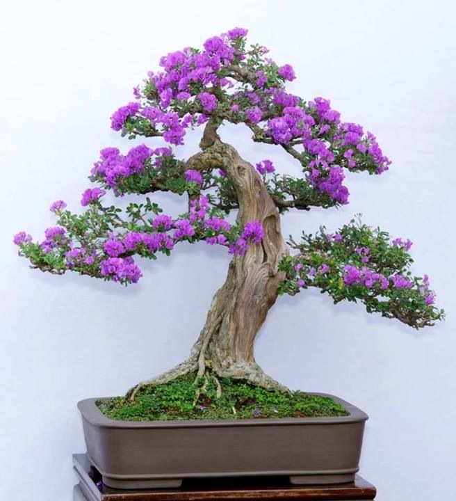 Bonsai