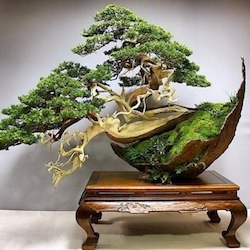 Bonsai