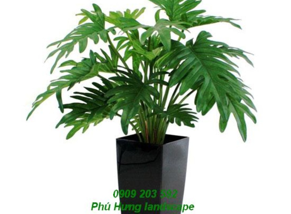 Cây Trầu Bà Thanh Xuân
