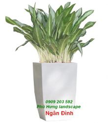 Cây Ngân Đình