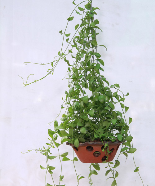 Cây Lan Hạt Dưa