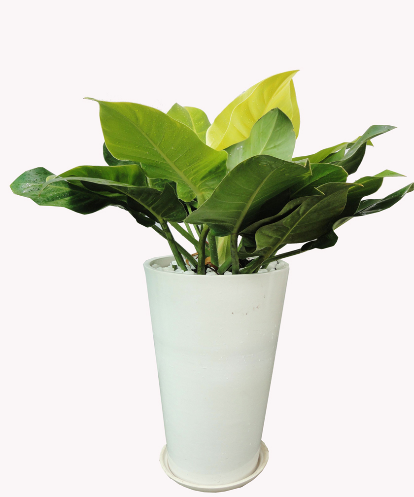 Cây Đế Vương Vàng