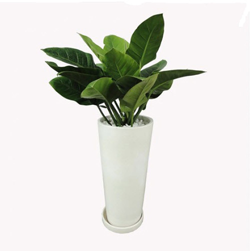 Cây Đế Vương Xanh