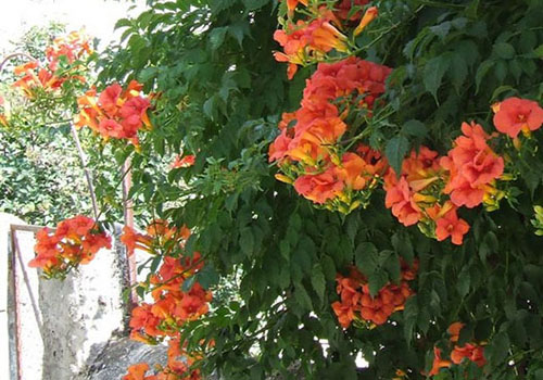 Cây Đăng Tiêu